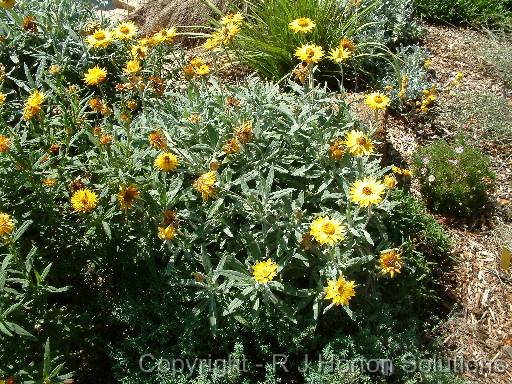 Paper Daisy Yellow 